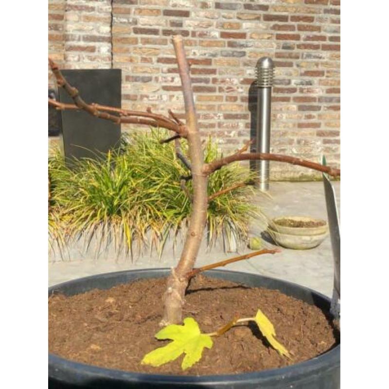 prachtig bonsai-pre bonsai vijgenboompje napolitana !!!