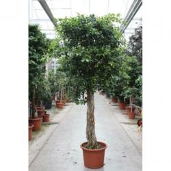 Ficus 'nitida' 390-400cm art22345