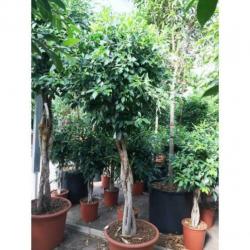 Ficus 'nitida' 390-400cm art22345