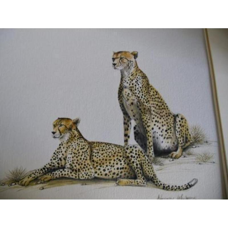 WENDY WALDECK: gesigneerde waterverftekening *Cheetah's*