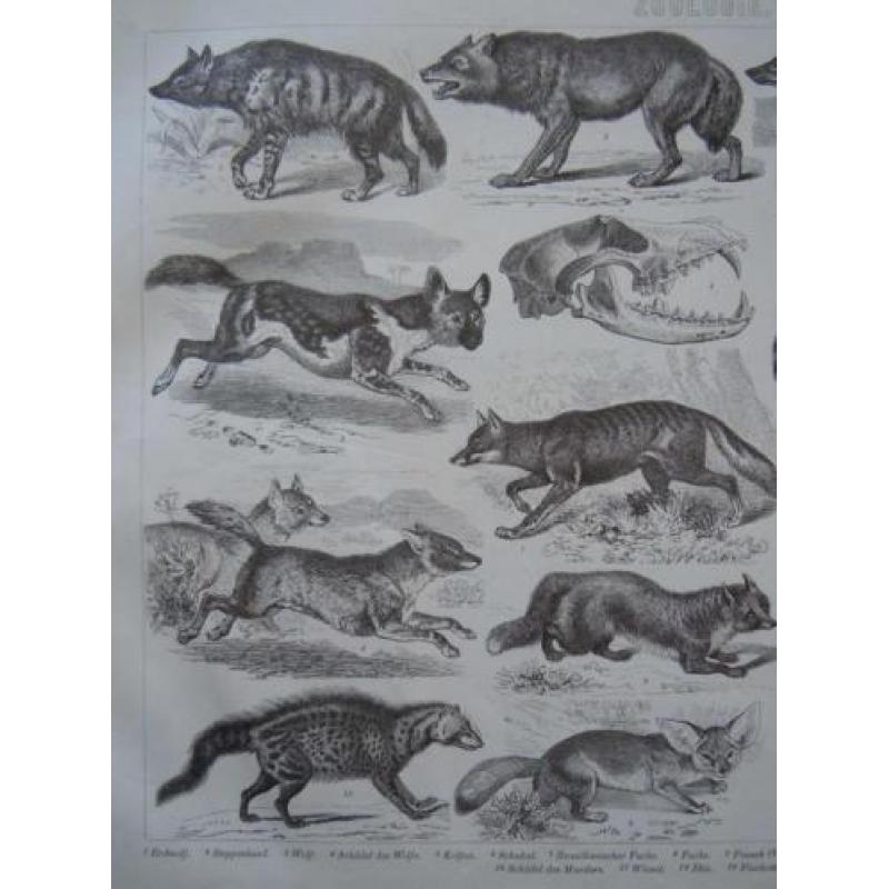 zoologie plaat van kleine roofdieren 1870 wolf marter otter