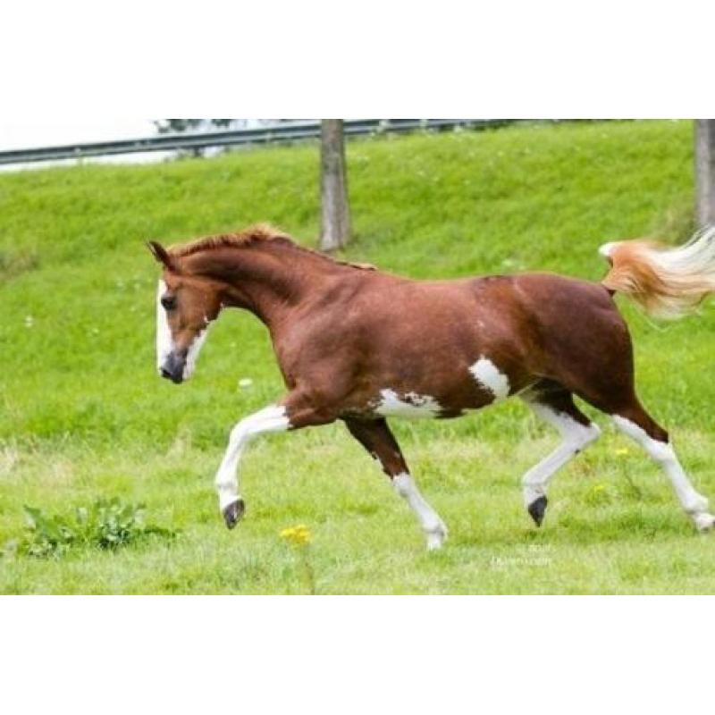 GEZOCHT: (oudere) klassieke tuigpaard merrie met veel wit