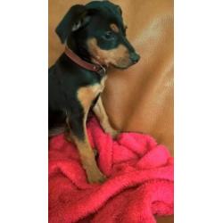 Dwergpincher pup / black and tan