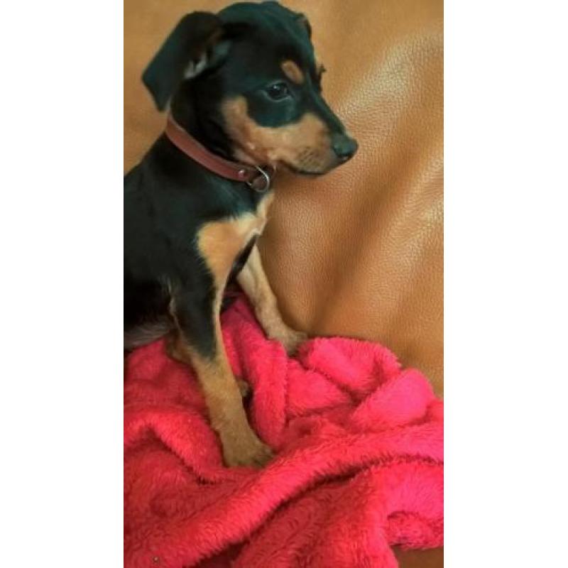 Dwergpincher pup / black and tan