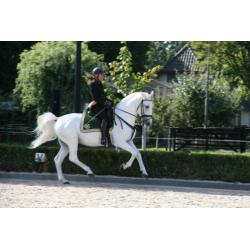 Opvallend LIPIZZANER hengstveulen uit kampioensmerrie