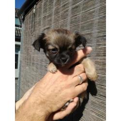 Chiuahua puppy,s