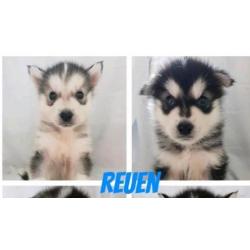 Alaskan malamute/ Husky pups mogen verhuizen 2x gevaccineerd