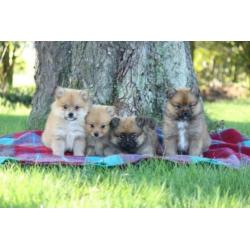 dwerg keeshond pups, pomeriaan, pomeriaantjes