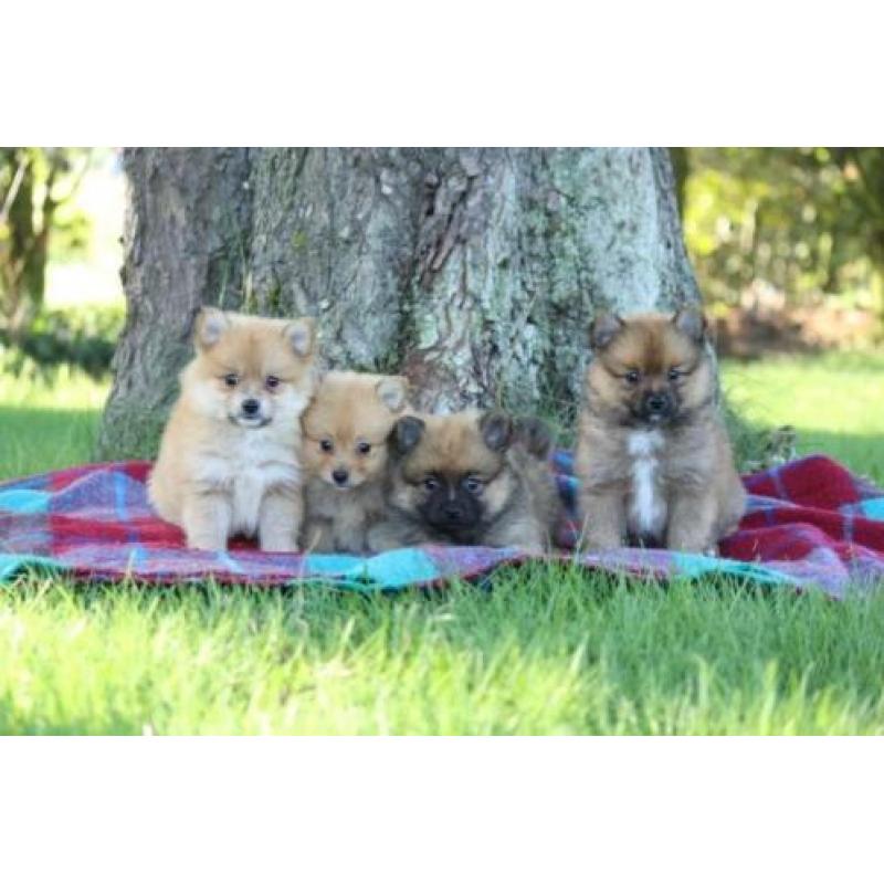 dwerg keeshond pups, pomeriaan, pomeriaantjes