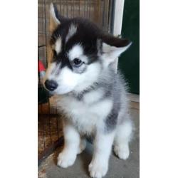 Alaskan malamute/ Husky pups mogen verhuizen 2x gevaccineerd