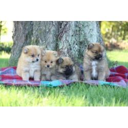 dwerg keeshond pups, pomeriaan, pomeriaantjes