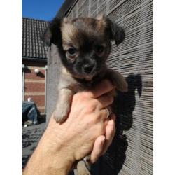 Chiuahua puppy,s