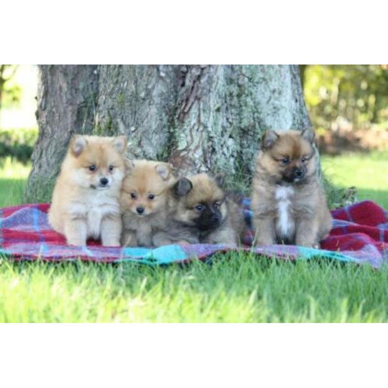 dwerg keeshond pups, pomeriaan, pomeriaantjes