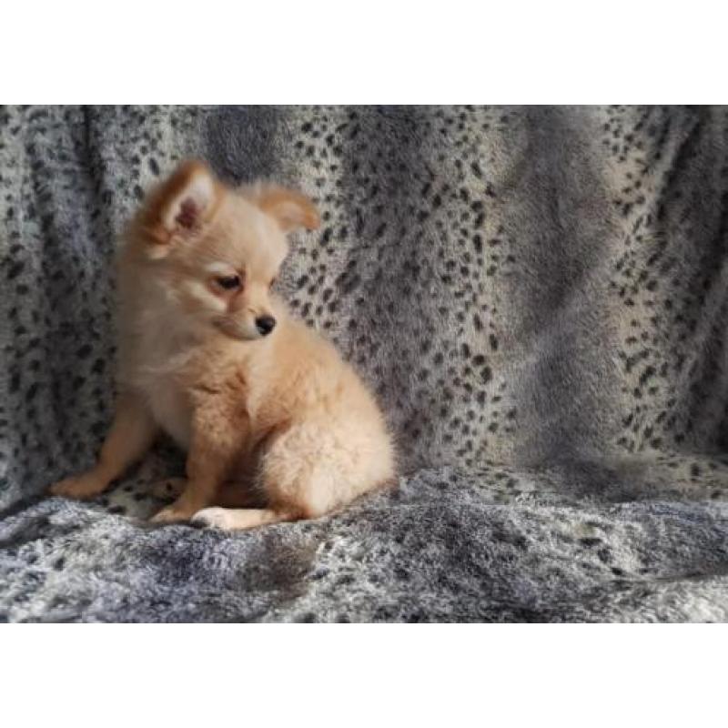 Pomchi (pomeranian x chihuahua)pups