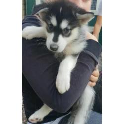 Alaskan malamute/ Husky pups mogen verhuizen 2x gevaccineerd