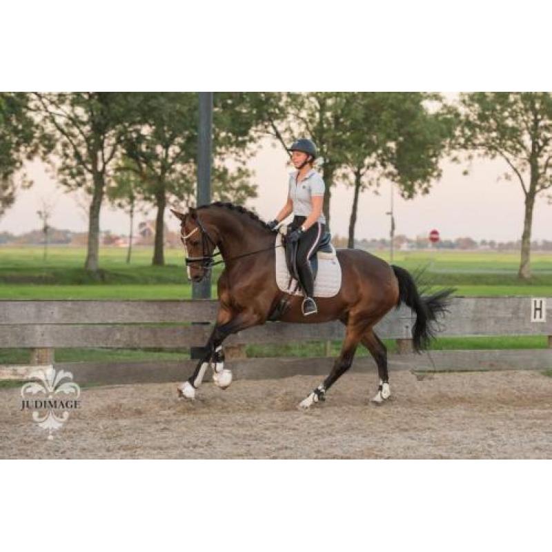 Stoere 10 jarige merrie te koop