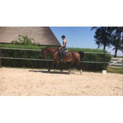 lieve 11 jarige ruin te koop