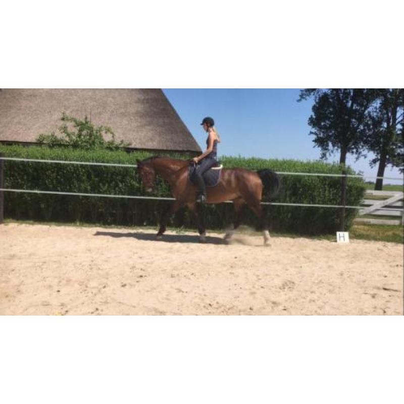 lieve 11 jarige ruin te koop