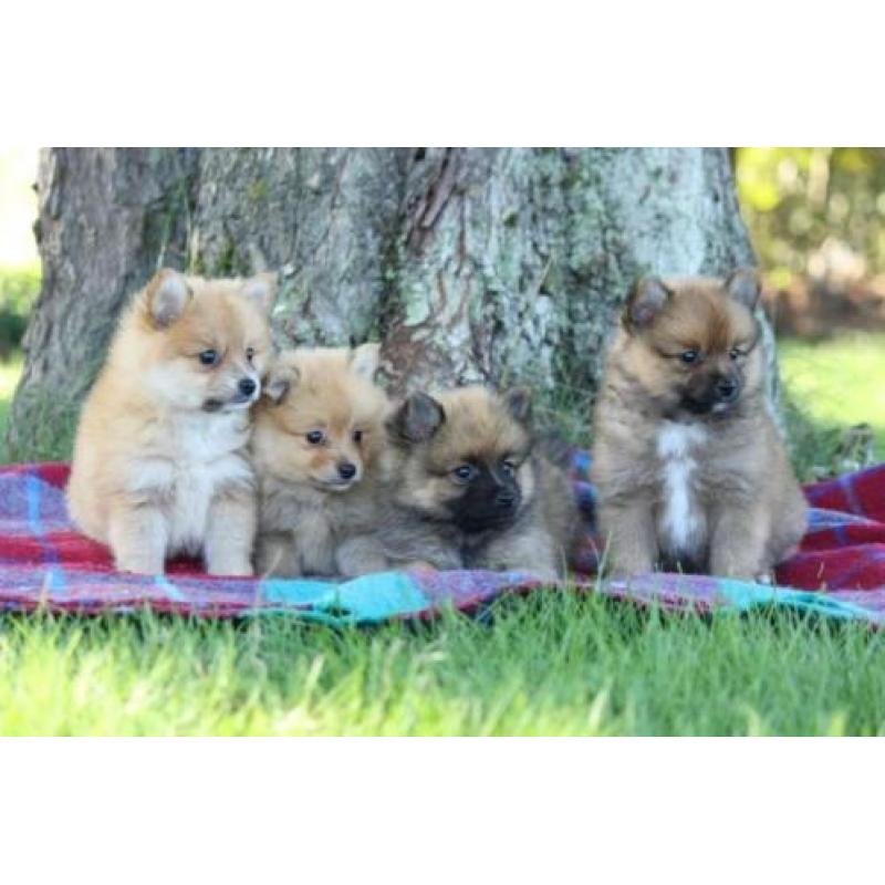 dwerg keeshond pups, pomeriaan, pomeriaantjes