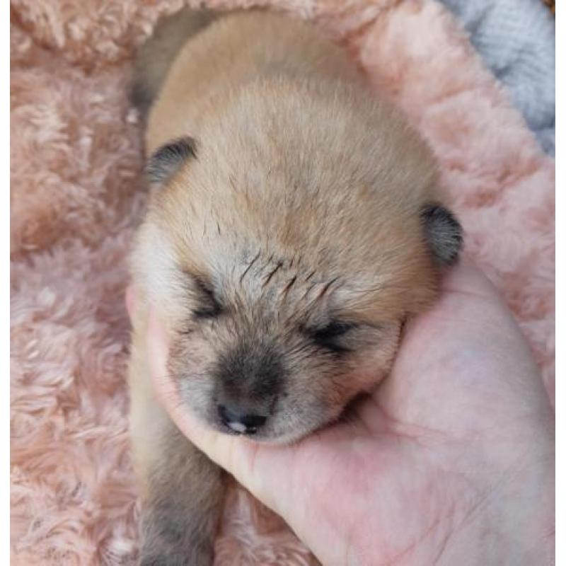 Japanse Akita Inu pups