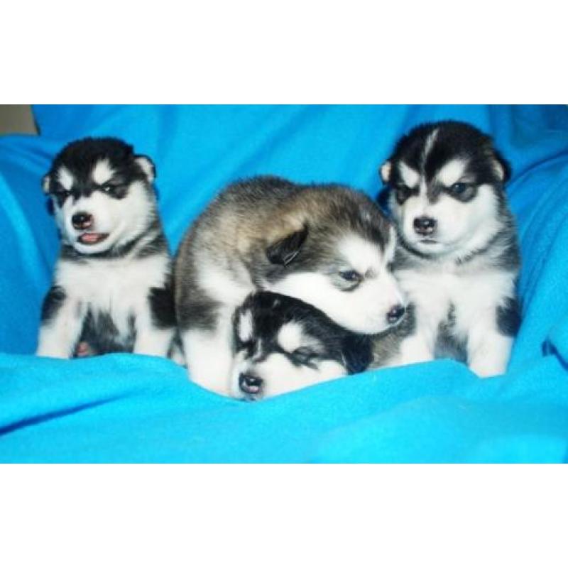 Alaskan malamute pups geboren!! Met stamboom