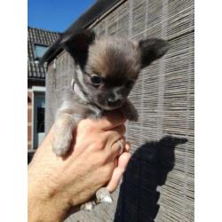 Lieve Chiuahua puppy,s