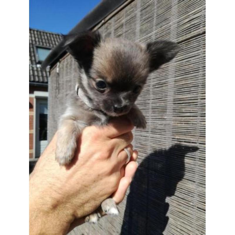 Lieve Chiuahua puppy,s