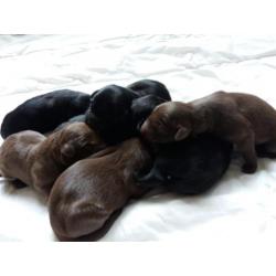 Puppies labrador/collie