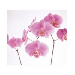 Fotobehang 35 pink Orchid NU€25