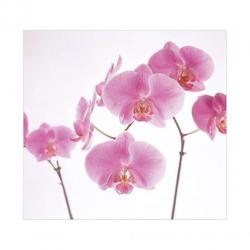 Fotobehang 35 pink Orchid NU€25