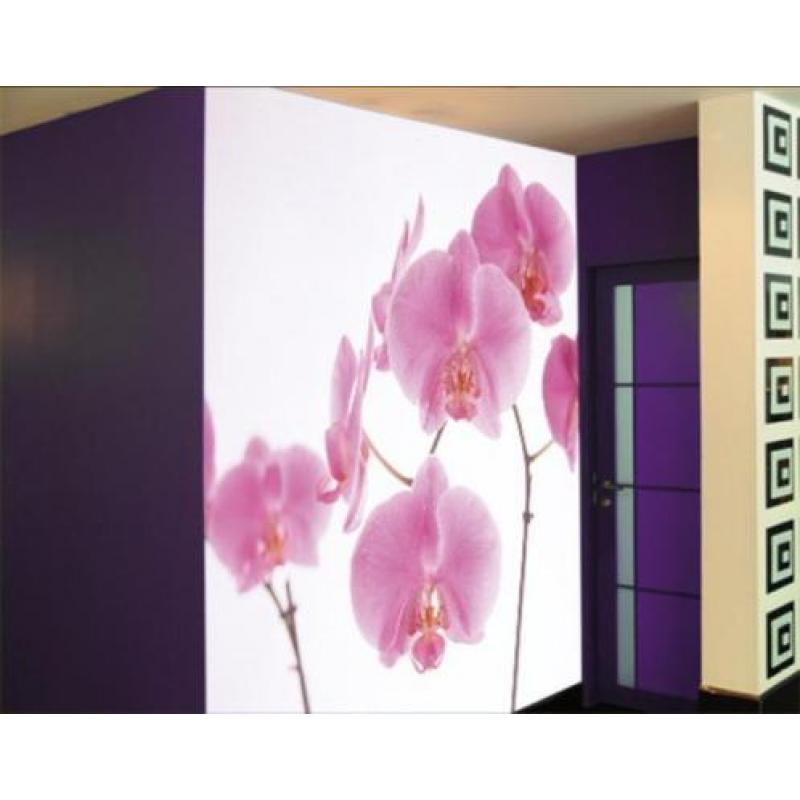 Fotobehang 35 pink Orchid NU€25