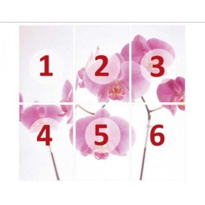 Fotobehang 35 pink Orchid NU€25